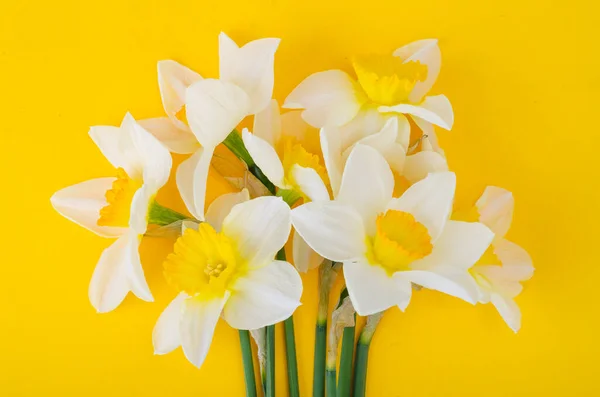 Pale Light Flowers Daffodils Bright Yellow Background Studio Photo — Stock Photo, Image