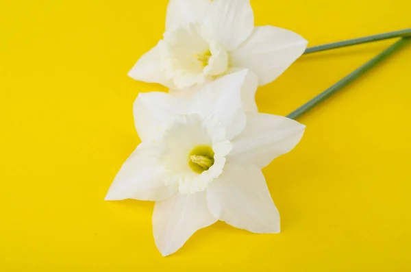 Flores Leves Pálidas Narcisos Fundo Amarelo Brilhante Foto Estúdio — Fotografia de Stock