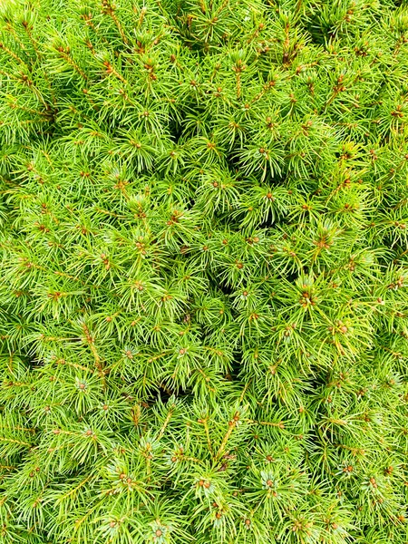 Texture Background Branches Coniferous Trees — Stock Photo, Image