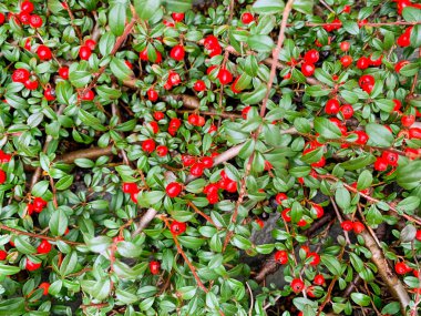Küçük yeşil yapraklar ve kırmızı böğürtlenlerle süslü bahçe çiti.