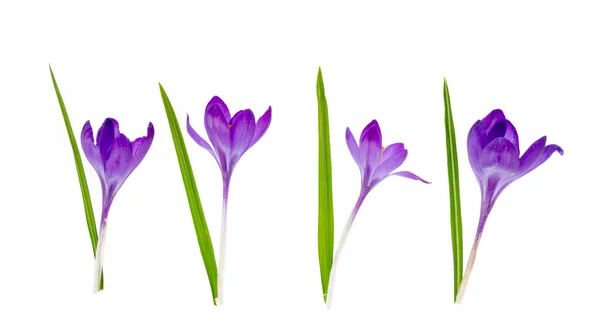 Flores Cocodrilo Púrpura Aisladas Sobre Fondo Blanco Estudio Foto — Foto de Stock