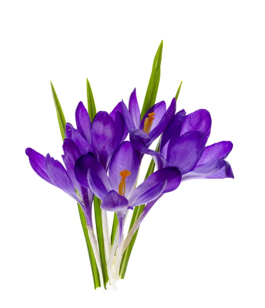 Purple Crocus Bloemen Geïsoleerd Witte Achtergrond Foto Van Studio — Stockfoto