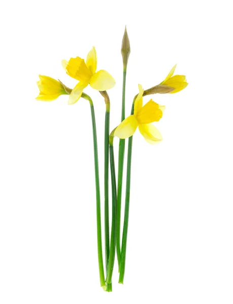 Spring Garden Daffodils White Background Studio Photo — Stock Photo, Image