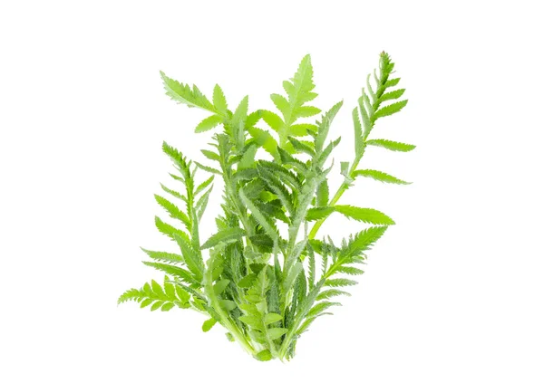 Geschnitzte Grüne Blätter Des Gartenmohns Auf Weißem Hintergrund Studioaufnahme — Stockfoto