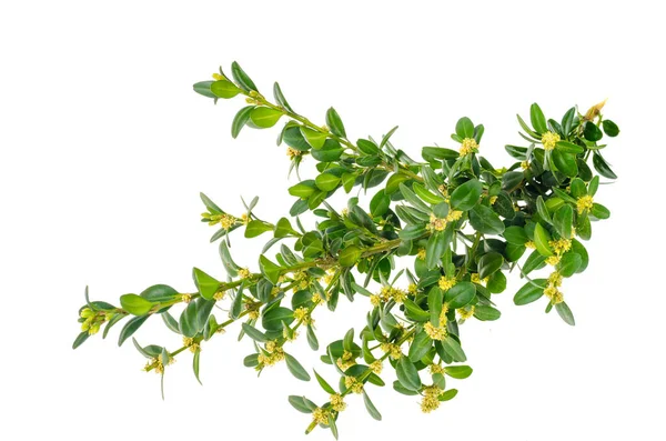 Boxwood Branch Green Leaves Small Flowers Studio Photo — Stock Photo, Image