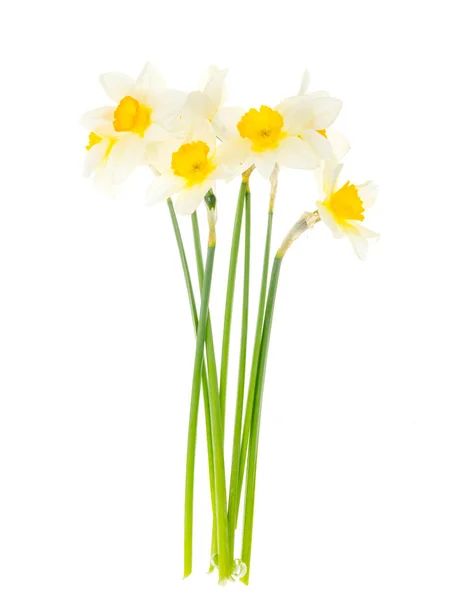 Tender Spring Garden Daffodils White Background Studio Photo — Stock Photo, Image