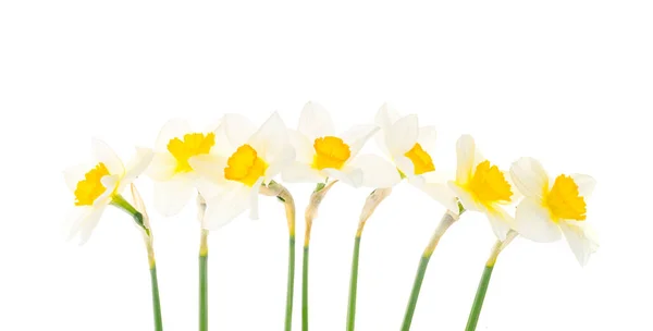 Tender Spring Garden Daffodils White Background Studio Photo — Stock Photo, Image