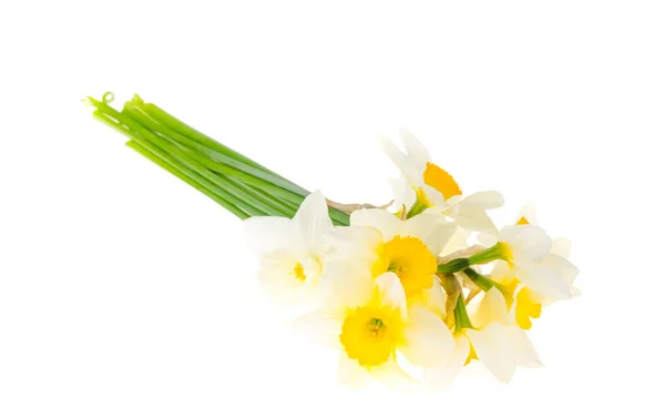 Deliciosos Narcisos Primavera Sobre Fondo Blanco Estudio Foto —  Fotos de Stock