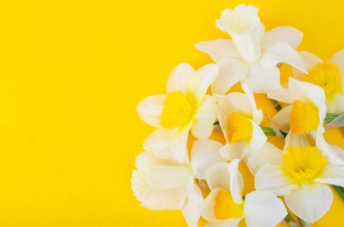Parlak sarı arkaplanda nergis çiçekleri. Stüdyo Fotoğrafı