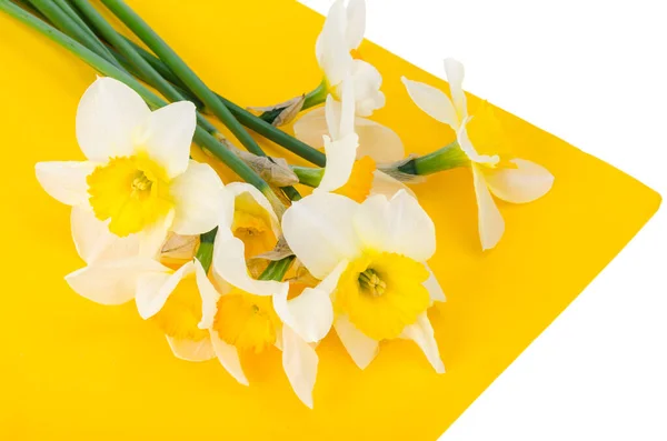 Pale Light Flowers Daffodils Bright Yellow Background Studio Photo — Stock Photo, Image