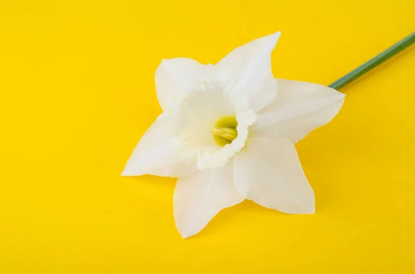 Flores Leves Pálidas Narcisos Fundo Amarelo Brilhante Foto Estúdio — Fotografia de Stock