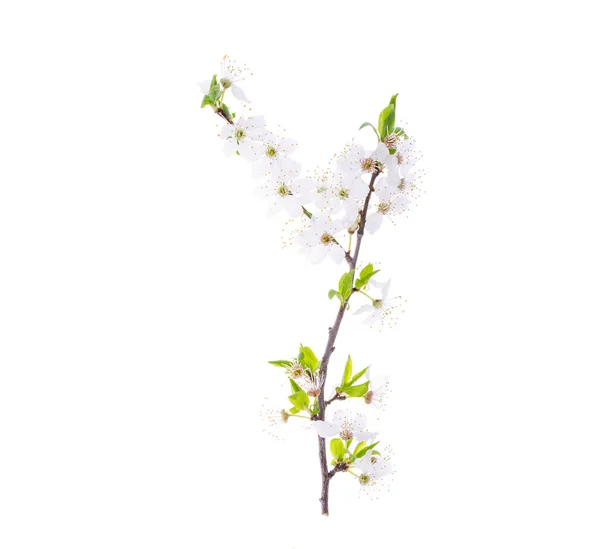 Branche Cerisier Aux Feuilles Vertes Fleurs Blanches Fleurs Photo Studio — Photo