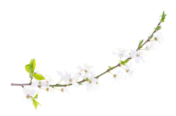 Branche Cerisier Aux Feuilles Vertes Fleurs Blanches Fleurs Photo Studio — Photo