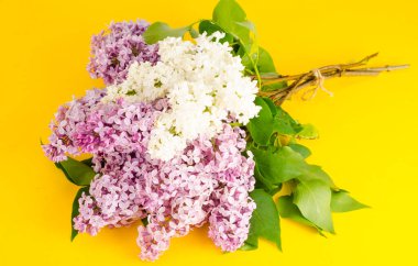 Parlak arka planda çiçek açan leylak dallar. Stüdyo Fotoğrafı