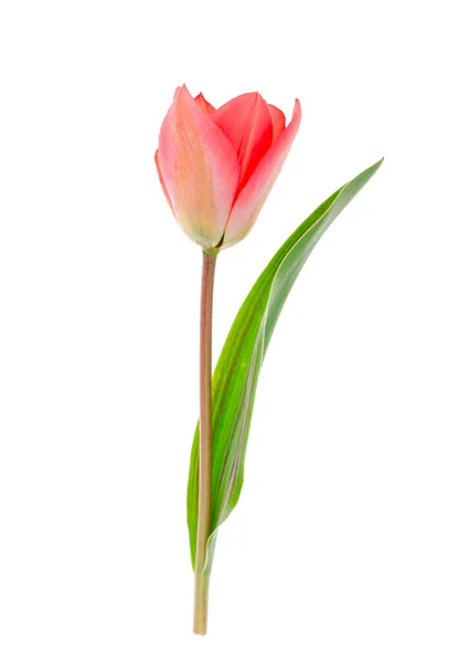 一朵粉红色的郁金香 背景为白色 工作室照片 — 图库照片