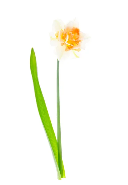 Beautiful Colored Garden Varietal Daffodil Isolated White Background Studio Photo — Stock Photo, Image