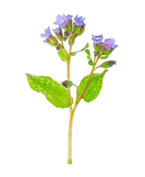 Flores Azules Pulmonaria Oficiada Aislada Sobre Fondo Blanco Estudio Foto — Foto de Stock