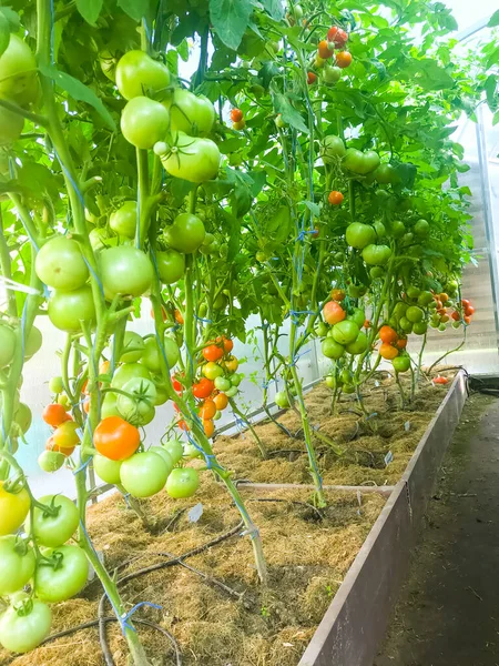 Rijping Tomaten Struiken Kas — Stockfoto