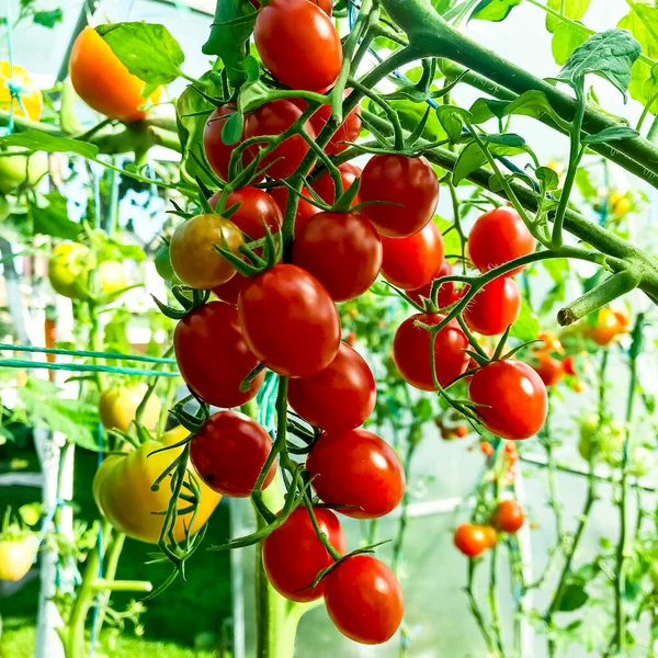 Rijp Rode Tomaten Struiken Kas Zomer Oogsten — Stockfoto