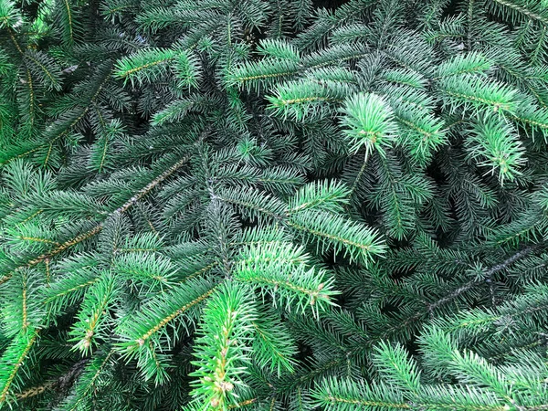 Background Texture Green Coniferous Branches Studio Photo — Stock Photo, Image