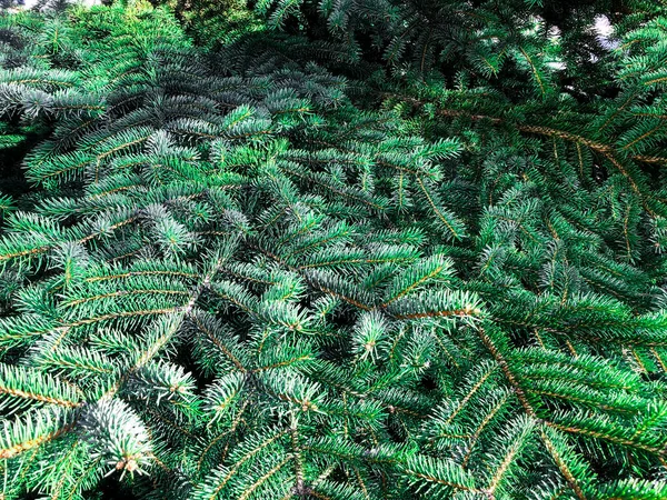 Background Texture Green Coniferous Branches Studio Photo — Stock Photo, Image