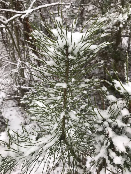 Plantes Arbres Arbustes Fleurs Sous Première Neige Hiver — Photo