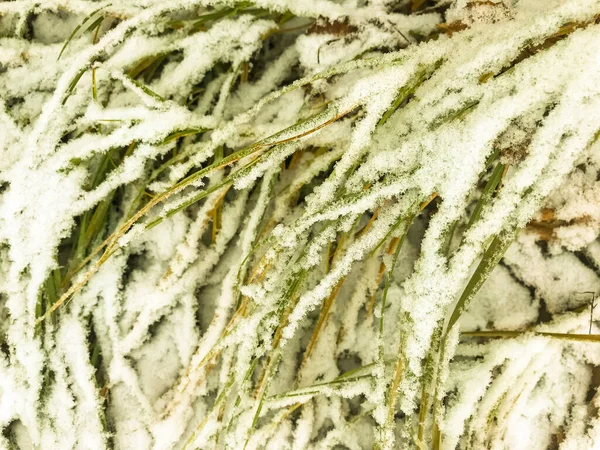 Рослини Дерева Кущі Квіти Під Першим Снігом Взимку — стокове фото