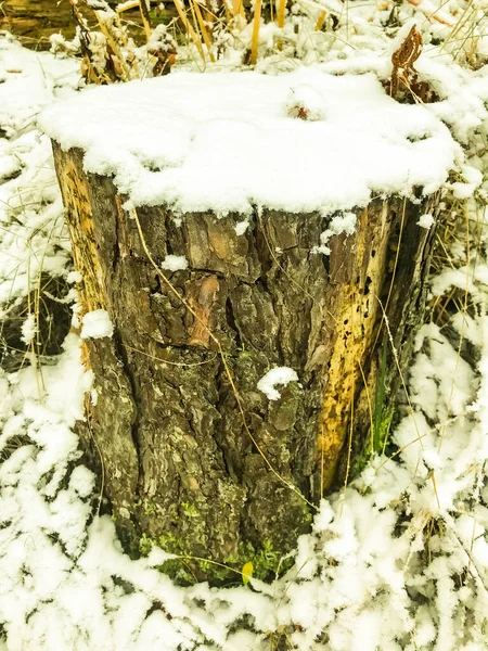 Rostliny Stromy Keře Květiny Pod Prvním Sněhem Zimě — Stock fotografie