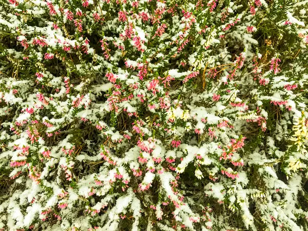 Plantes Arbres Arbustes Fleurs Sous Première Neige Hiver — Photo