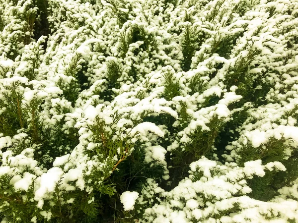 Plantas Árboles Arbustos Flores Bajo Primera Nieve Invierno — Foto de Stock