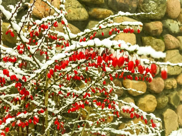 Rośliny Drzewa Krzewy Kwiaty Pod Pierwszym Śniegiem Zimie — Zdjęcie stockowe