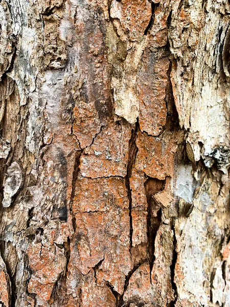 Vieille Écorce Fissurée Sur Tronc Arbre — Photo