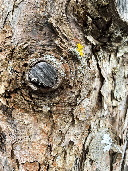 Ağaç Gövdesinde Çatlak Eski Ağaç Kabuğu — Stok fotoğraf