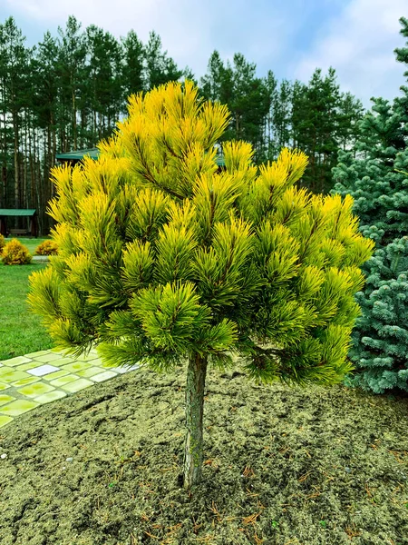 Plantas Coníferas Color Piedra Grande —  Fotos de Stock