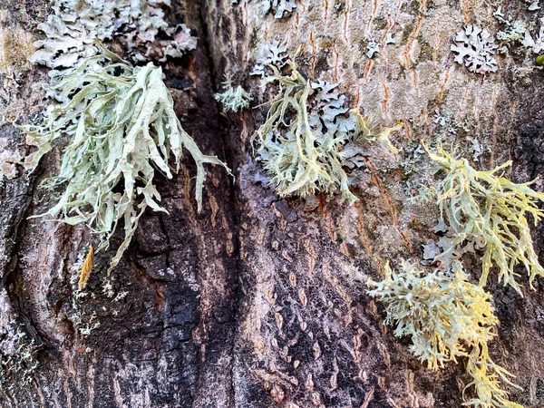 Houbové Choroby Mech Kůře Větvích Stromů — Stock fotografie