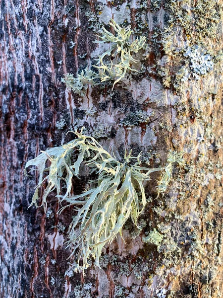 真菌疾病 树皮和树枝上的苔藓 — 图库照片