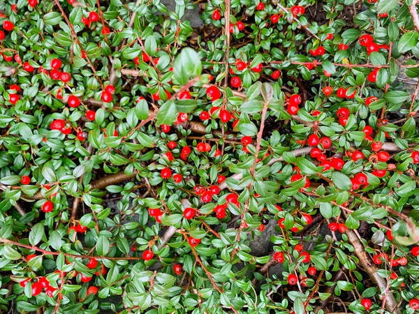 Perdu Kebun Hias Dengan Daun Hijau Kecil Dan Beri Merah — Stok Foto