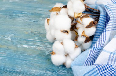 Parlak arkaplanda pamuk çiçekleri olan kompozisyon. Stüdyo Fotoğrafı