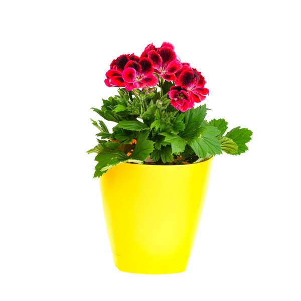 Blomkruka Med Blommande Vackra Rosa Pelargonium Studiofoto — Stockfoto