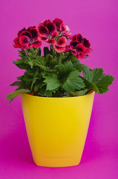 Flower Pot Blooming Beautiful Pink Pelargonium Studio Photo — Stock Photo, Image