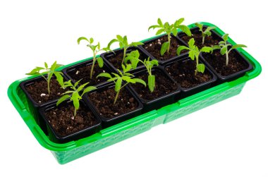 Beyaz üzerine izole edilmiş taze yeşil domates fidanları olan plastik kaplar. Stüdyo Fotoğrafı