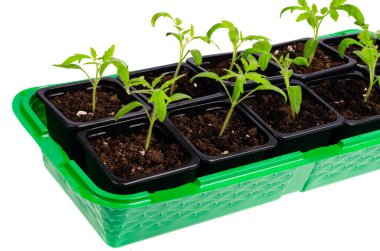 Beyaz üzerine izole edilmiş taze yeşil domates fidanları olan plastik kaplar. Stüdyo Fotoğrafı