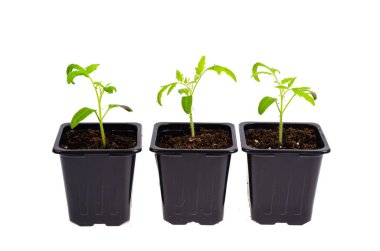 Beyaz üzerine izole edilmiş taze yeşil domates fidanları olan plastik kaplar. Stüdyo Fotoğrafı