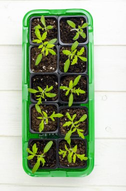 Konteynırda sebze tohumu yetiştiren bahar, organik tarım kavramı. Stüdyo Fotoğrafı