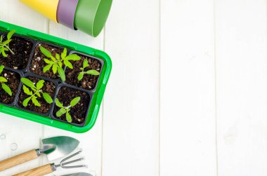 Konteynırda sebze tohumu yetiştiren bahar, organik tarım kavramı. Stüdyo Fotoğrafı