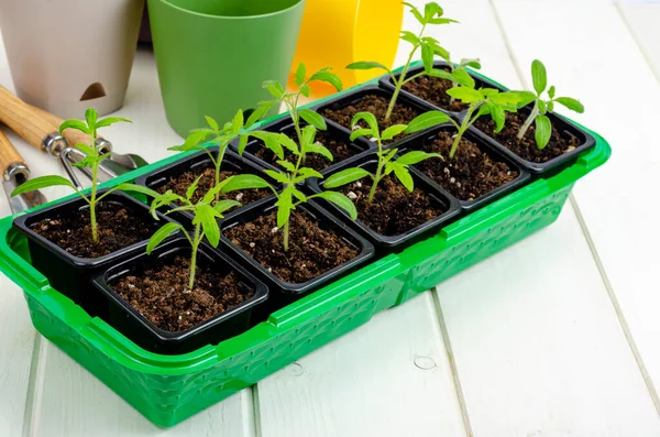 Spring Growing Vegetable Seedlings Container Organic Farming Concept Studio Photo — Stock Photo, Image