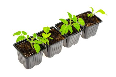 Topraklı plastik tohum kapları, sebze fideleri. Stüdyo Fotoğrafı