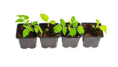 Topraklı plastik tohum kapları, sebze fideleri. Stüdyo Fotoğrafı