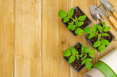 Ahşap arka planda sebze tohumları. Mesajın için yer aç. Yukarıdan bak. Stüdyo Fotoğrafı