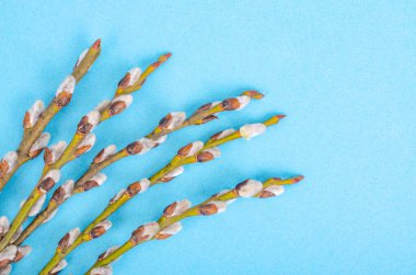 Pussy willow branches on blue background. Studio Photo